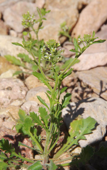 Lepidium lasiocarpum ssp.lasiocarpum